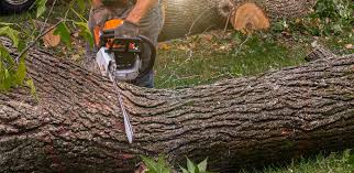 How Our Tree Care Process Works  in  Hoover, AL